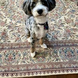 Bleu - Bernedoodle