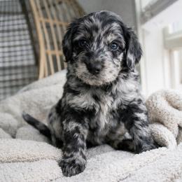 Puppy 4 - Merle female Goldendoodle puppy in Savannah, Georgia from Vino and Vespa Doodles