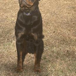 GT - Rottweiler