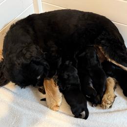 Girl 2 - Black and tan female Cocker Spaniel puppy in Renton, Washington from Cam’s Cockers