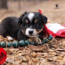 Cinch- BTM - Black tri male Toy Australian Shepherd puppy in Nacogdoches, Texas from TK Standard, Mini, & Toy Aussies