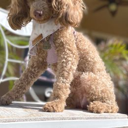 Fancy - Poodle