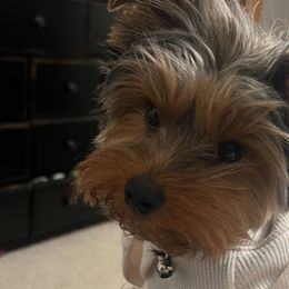 Yorkshire Terriers from Nikki’s Yorkies & Doodles