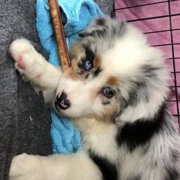 Australian Shepherd Puppies from Pine Grove Aussies