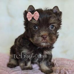 Laurel - Chocolate and tan female Yorkshire Terrier puppy in Greenwood County, South Carolina from TCB Yorkies