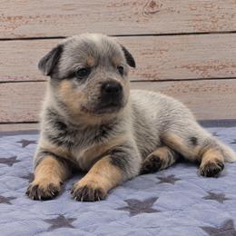 Gelly - Blue speckled female Australian Cattle Dog puppy in Scurry, Texas from RedHorizon AKC Australian Cattle Dogs (Heelers)