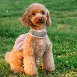 Poodles from Red.Tail.Toypoodle