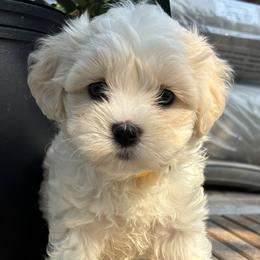 Cavachon puppies from Wendy’s Maltese & Cavamalts of Virginia