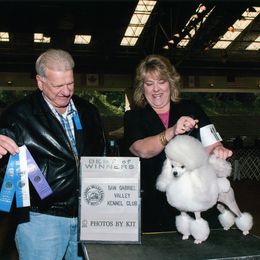 Poodles from Alegros Poodles