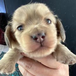 Buttermilk - Cream male Dachshund puppy in Bigfork, Minnesota from Dachshunds Up North