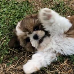 Shih Tzu Puppies from Stevens’ Hidden Acres