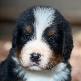Brutus - Black rust and white male Bernese Mountain Dog puppy in Broxton, Georgia from Faith’s Bernese
