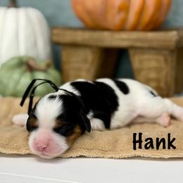 Hank - Tri-color male Cavalier King Charles Spaniel puppy in El Campo, Texas from Longhorn Cavaliers