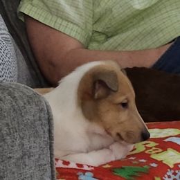 Collie Puppies from Lakeside Collies