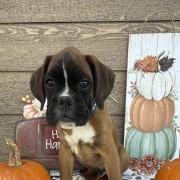 Boxer Puppies from The Holistic Boxer