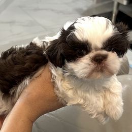 Shih Tzu Puppies from Mayra’s Shih Tzus
