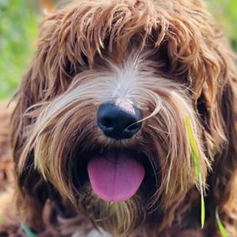 Sky - Australian Labradoodle