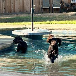 Boykin Spaniel All Grown Up from D&T Boykin Spaniels
