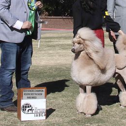 Poodle All Grown Up from Kings Honored Poodles