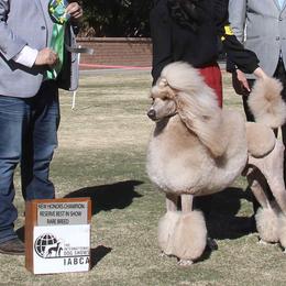 Poodle All Grown Up from Kings Honored Poodles