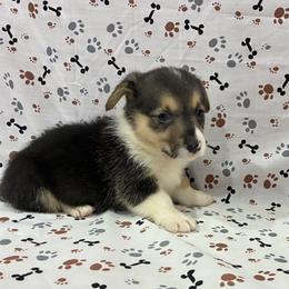 Glory - Black and tan female Pembroke Welsh Corgi puppy in Fayetteville, Tennessee from Sulphur Springs Corgis