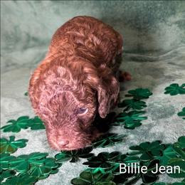 Billie Jean - Brown and tan female Cockapoo puppy in Sunset, Louisiana from Cano Cockapoos