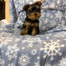 Iity biityy - Black and tan female Yorkshire Terrier puppy in Burleson, Texas from BabydollYorkiesofTexas
