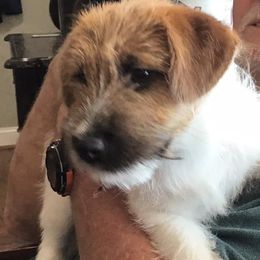 Russell Terriers and Spinoni Italiani from FOXFIELDS