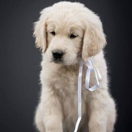 Golden Retriever Puppies from BearMoose Goldens