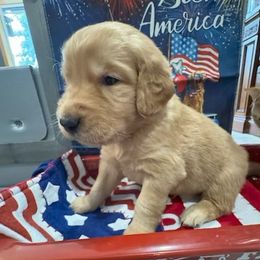 2nd Pick Boy - Dark golden male Golden Retriever puppy in Aumsville, Oregon from Bigfoot Goldens AKC Registered Dark Red
