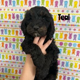 Goldendoodle Puppies from HappyHazelDoodles