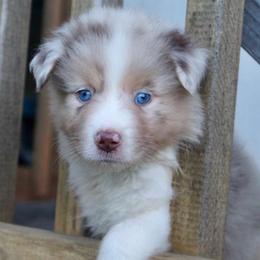Daisy - Red merle female Australian Shepherd puppy in Star City, Arkansas from Blush & Lace Aussie Co.