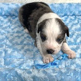 Hoss - Blue merle male Australian Shepherd puppy in Vail, Iowa from Homegrown Huskies