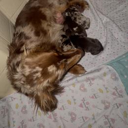 Dachshund Puppies from Bootheel Doxies