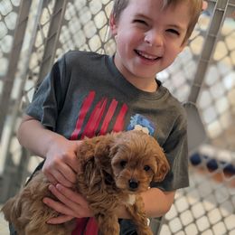 Cavapoo Puppies from Carolina Springs Breeding