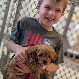 Cavapoo Puppies from Carolina Springs Breeding