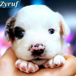Zyruf - Blue merle male Miniature Australian Shepherd puppy in Punta Gorda, Florida from Christie's Creekside Aussies