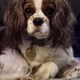Cavalier King Charles Spaniels from Stonecoal Cavaliers