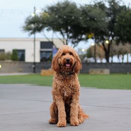 Piper - Goldendoodle