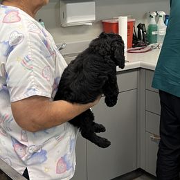 Poodle Puppies from Tyler Family Poodles