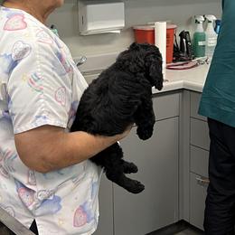 Poodle Puppies from Tyler Family Poodles