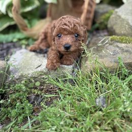 Poodle Puppies from Poodle Me Crazy
