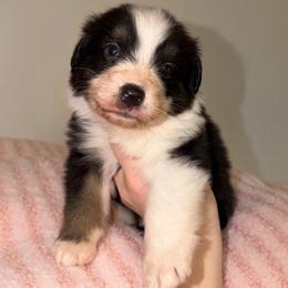 Clara - Black tri-color female Australian Shepherd puppy in Anniston, Alabama from All Hale Aussies