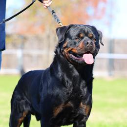 Aragon Von Tannenfeld - Rottweiler