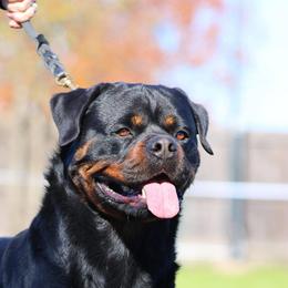 Aragon Von Tannenfeld - Rottweiler