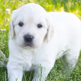Golden Retrievers from Bethany Hills Goldens