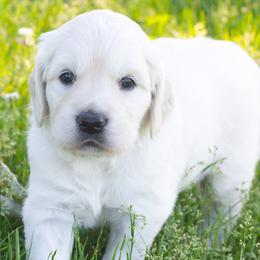 Golden Retrievers from Bethany Hills Goldens