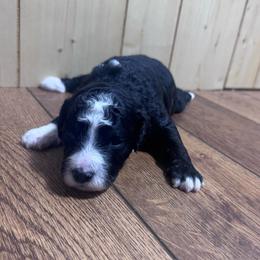 Shadow - Black and white female Bernedoodle puppy in Carmichaels, Pennsylvania from JensenBelle Doodles
