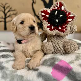 Nancy - Golden female Golden Retriever puppy in Duncan, South Carolina from Glimmer Goldens