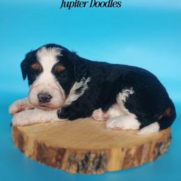 Bamm-Bamm - Black tri-color male Aussiedoodle puppy in Lake Bronson, Minnesota from Jupiter Doodles